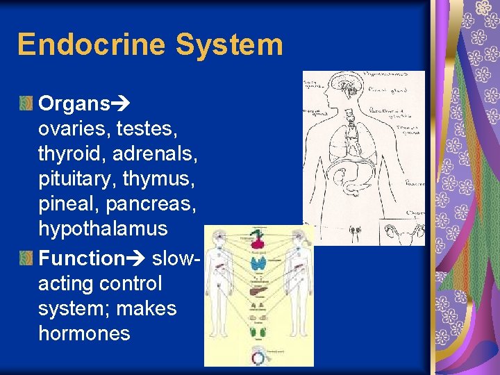 Endocrine System Organs ovaries, testes, thyroid, adrenals, pituitary, thymus, pineal, pancreas, hypothalamus Function slowacting