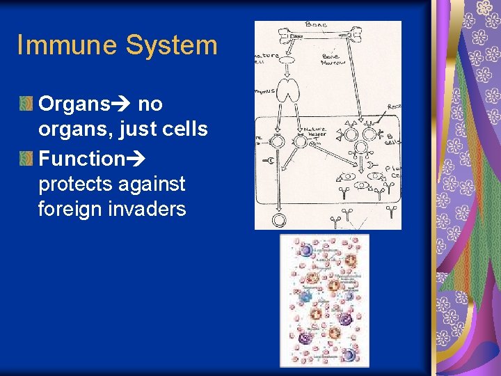 Immune System Organs no organs, just cells Function protects against foreign invaders 