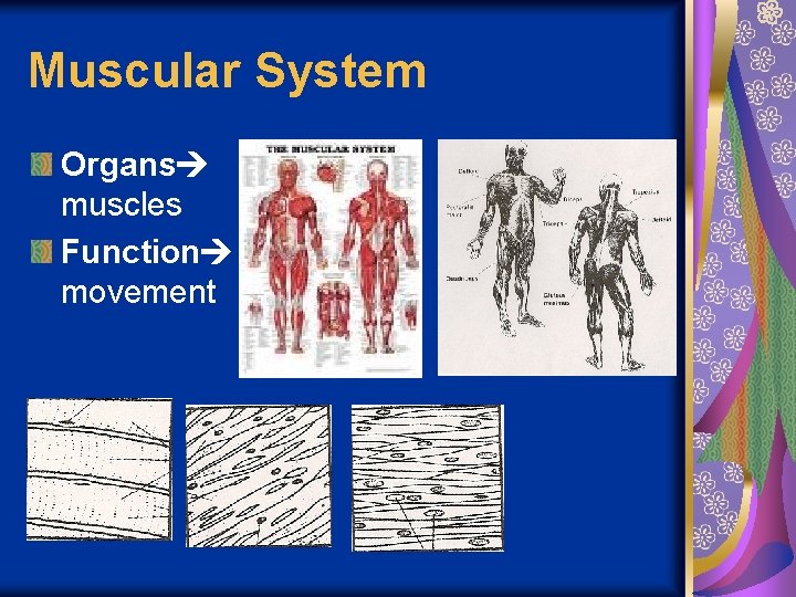 Muscular System Organs muscles Function movement 