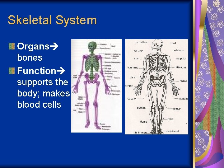 Skeletal System Organs bones Function supports the body; makes blood cells 