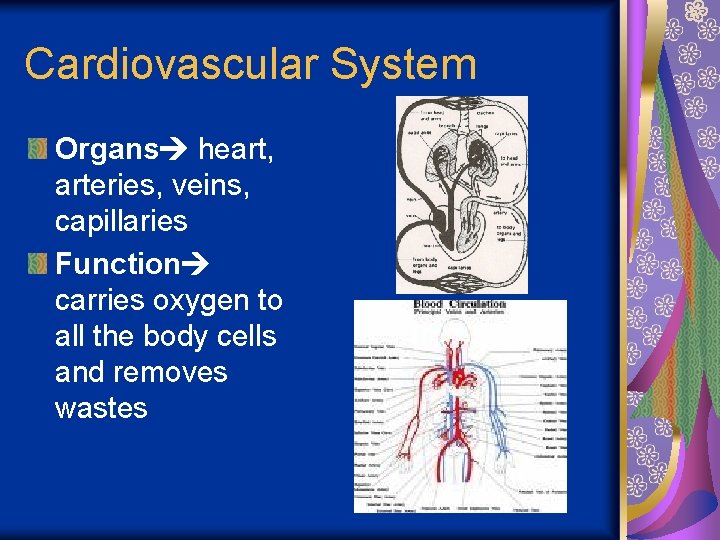 Cardiovascular System Organs heart, arteries, veins, capillaries Function carries oxygen to all the body