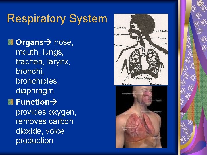 Respiratory System Organs nose, mouth, lungs, trachea, larynx, bronchioles, diaphragm Function provides oxygen, removes