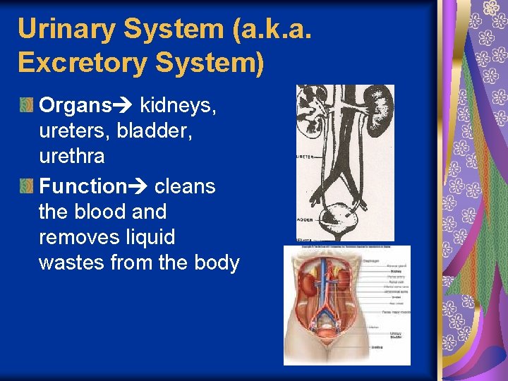 BODY SYSTEMS Integumentary System Organs skin hair nails