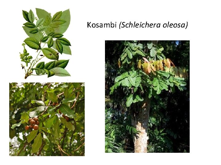 Kosambi (Schleichera oleosa) 