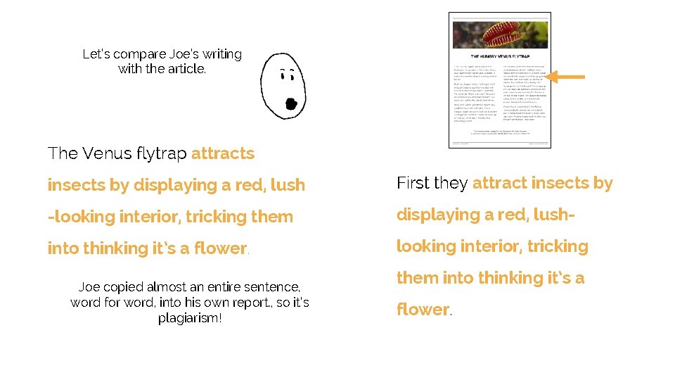 Let’s compare Joe’s writing with the article. The Venus flytrap attracts insects by displaying