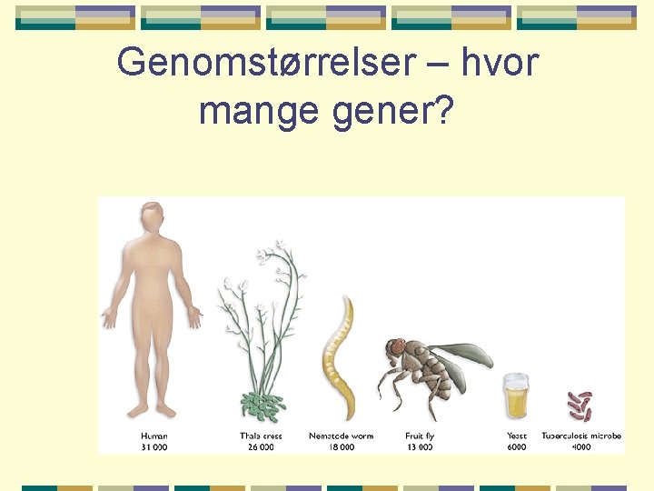 Genomstørrelser – hvor mange gener? 