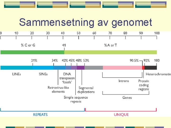 Sammensetning av genomet 