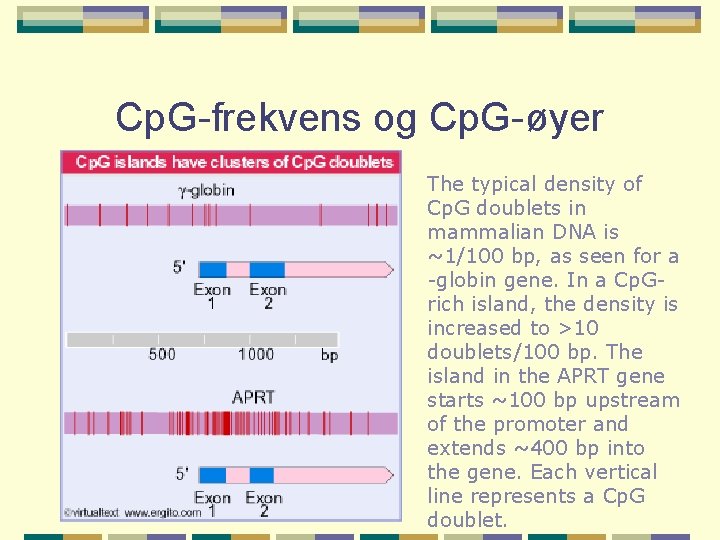 Cp. G-frekvens og Cp. G-øyer The typical density of Cp. G doublets in mammalian