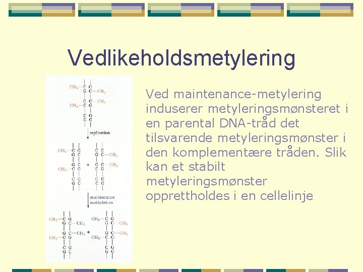 Vedlikeholdsmetylering Ved maintenance-metylering induserer metyleringsmønsteret i en parental DNA-tråd det tilsvarende metyleringsmønster i den