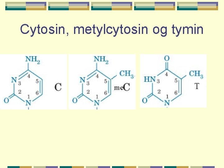 Cytosin, metylcytosin og tymin me T 