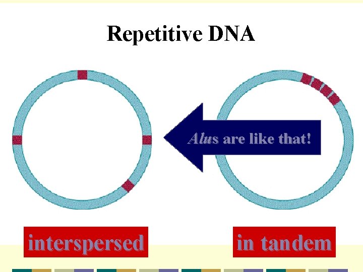 Repetitive DNA Alus are like that! interspersed I in tandem 