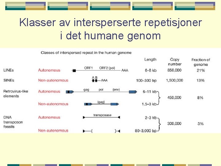 Klasser av intersperserte repetisjoner i det humane genom 