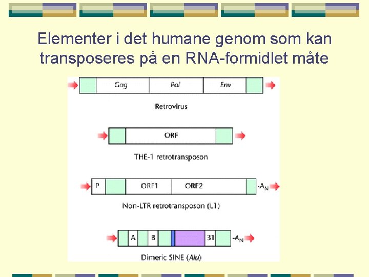 Elementer i det humane genom som kan transposeres på en RNA-formidlet måte 
