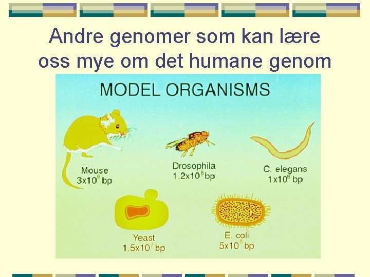 Andre genomer som kan lære oss mye om det humane genom 