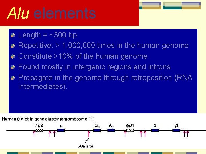 Alu elements Length = ~300 bp Repetitive: > 1, 000 times in the human