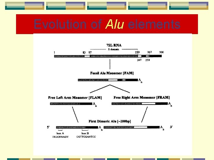 Evolution of Alu elements 