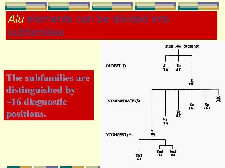 Alu elements can be divided into subfamilies The subfamilies are distinguished by ~16 diagnostic