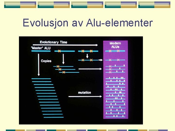 Evolusjon av Alu-elementer 