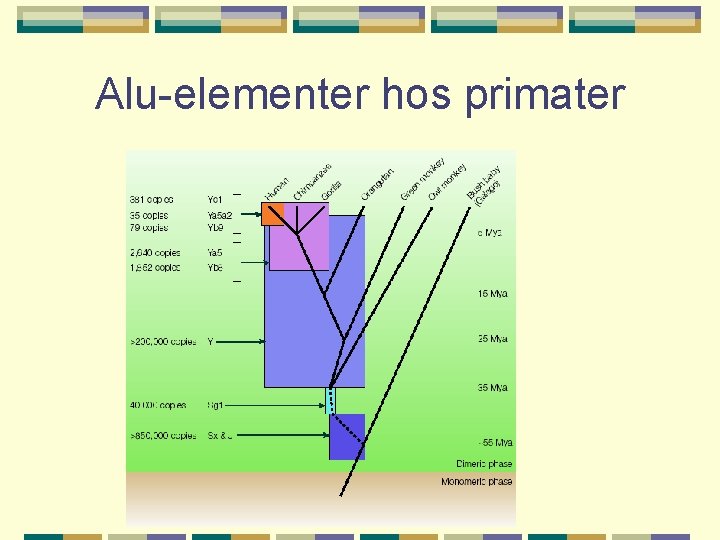 Alu-elementer hos primater 