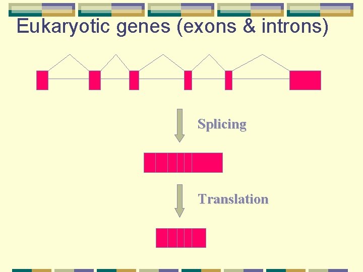 Eukaryotic genes (exons & introns) Splicing Translation 