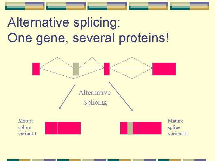 Alternative splicing: One gene, several proteins! Alternative Splicing Mature splice variant II 