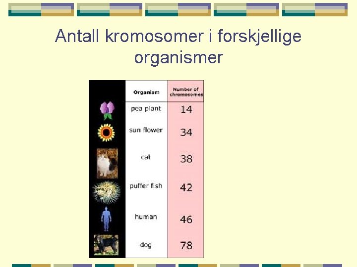 Antall kromosomer i forskjellige organismer 