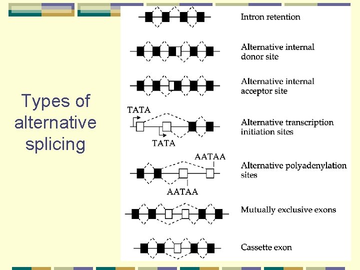 Types of alternative splicing 