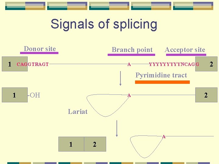 Signals of splicing Donor site 1 Branch point CAG GTRAGT A Acceptor site 2