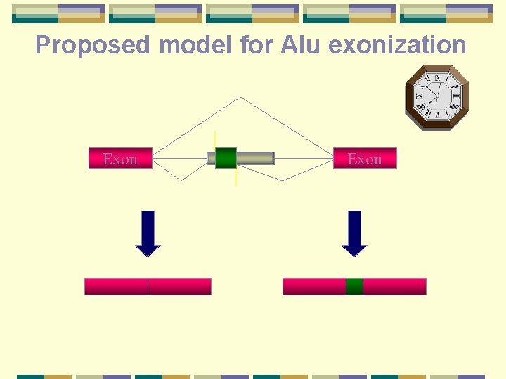 Proposed model for Alu exonization Exon 