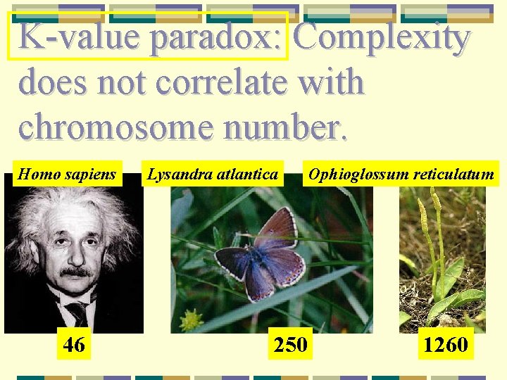 K-value paradox: Complexity does not correlate with chromosome number. Homo sapiens 46 Lysandra atlantica