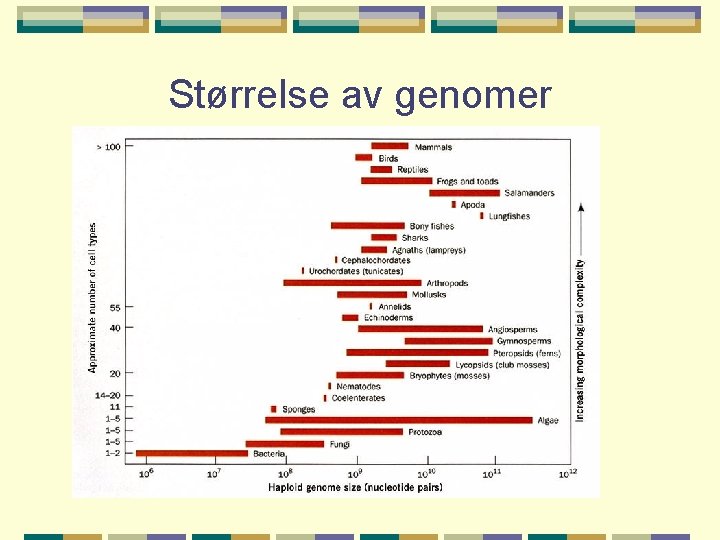 Størrelse av genomer 