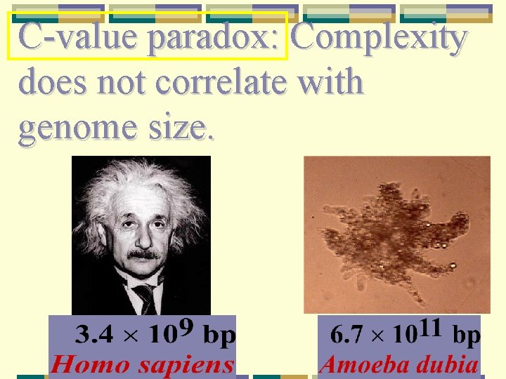 C-value paradox: Complexity does not correlate with genome size. 