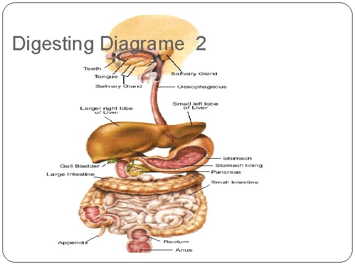 Digesting Diagrame 2 