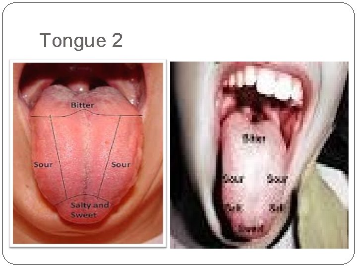 Tongue 2 