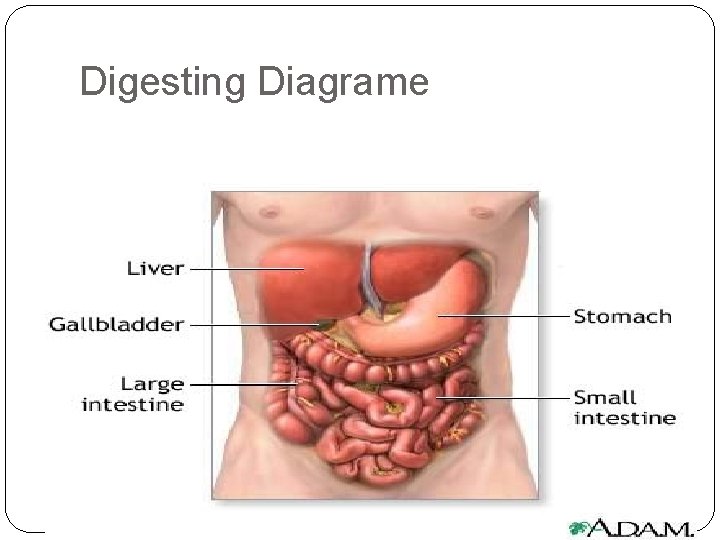 Digesting Diagrame 