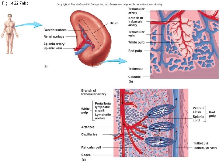 Fig. pf 22. 7 abc 