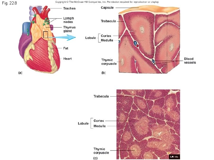 Fig. 22. 8 