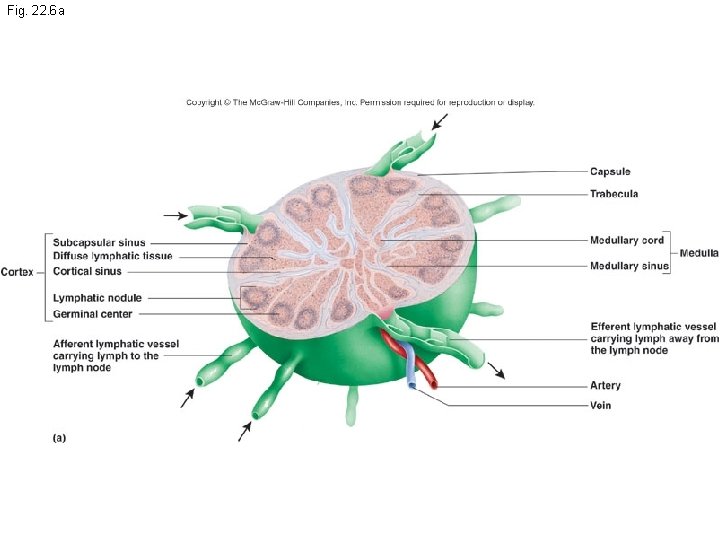 Fig. 22. 6 a 