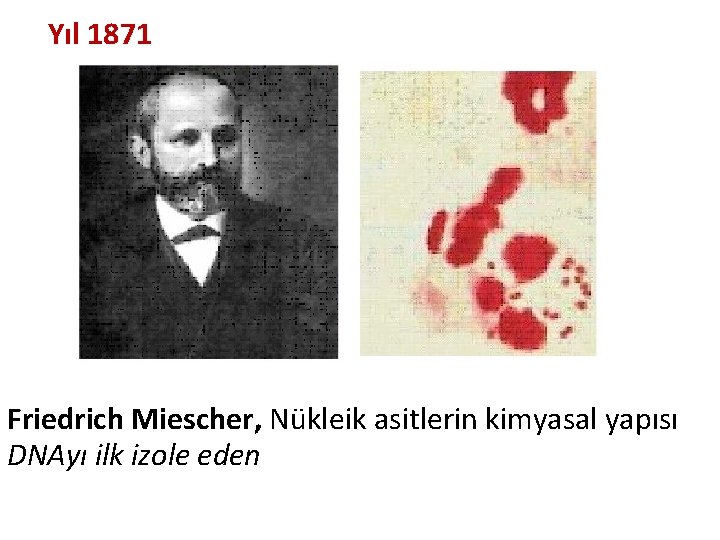 Yıl 1871 Friedrich Miescher, Nükleik asitlerin kimyasal yapısı DNAyı ilk izole eden 
