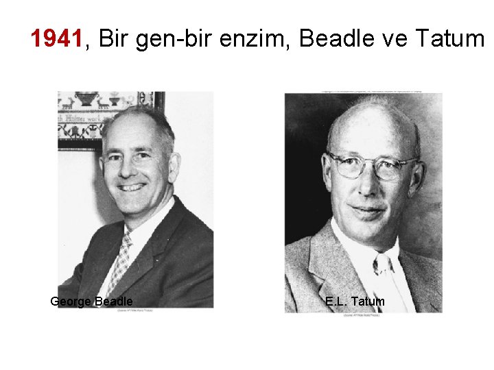 1941, Bir gen-bir enzim, Beadle ve Tatum George Beadle E. L. Tatum 
