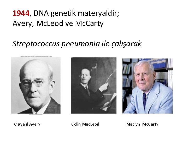 1944, DNA genetik materyaldir; Avery, Mc. Leod ve Mc. Carty Streptococcus pneumonia ile çalışarak