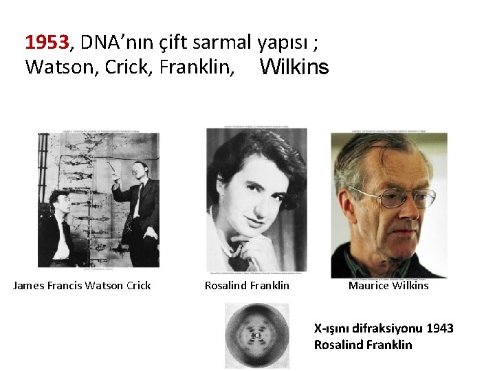 1953, DNA’nın çift sarmal yapısı ; Watson, Crick, Franklin, Wilkins James Francis Watson Crick