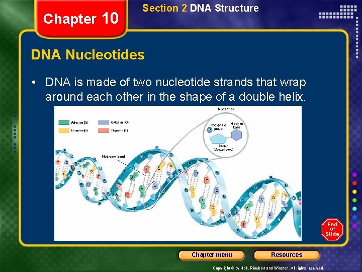 Chapter 10 Section 2 DNA Structure DNA Nucleotides • DNA is made of two