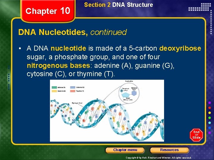 Chapter 10 Section 2 DNA Structure DNA Nucleotides, continued • A DNA nucleotide is