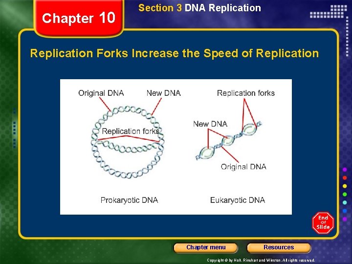 Chapter 10 Section 3 DNA Replication Forks Increase the Speed of Replication Chapter menu