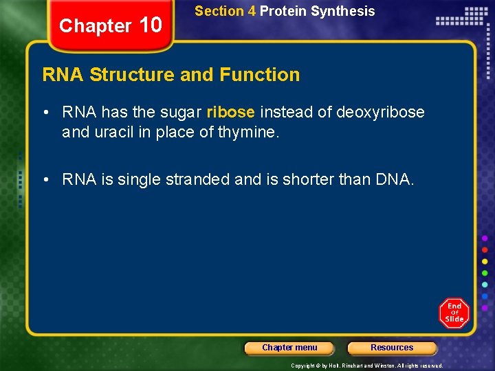 Chapter 10 Section 4 Protein Synthesis RNA Structure and Function • RNA has the