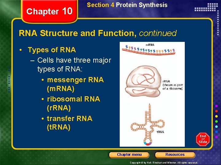 Chapter 10 Section 4 Protein Synthesis RNA Structure and Function, continued • Types of
