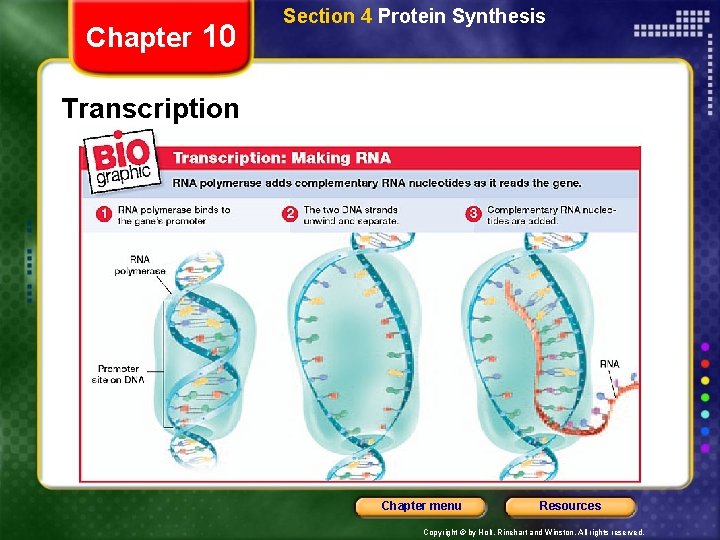 Chapter 10 Section 4 Protein Synthesis Transcription Chapter menu Resources Copyright © by Holt,