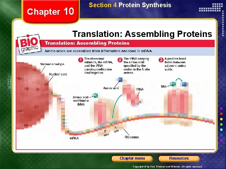 Chapter 10 Section 4 Protein Synthesis Translation: Assembling Proteins Chapter menu Resources Copyright ©