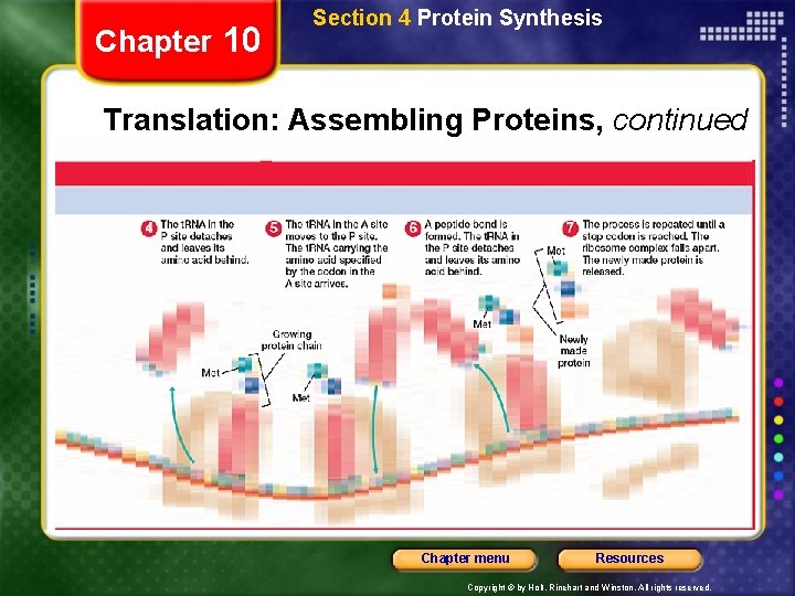 Chapter 10 Section 4 Protein Synthesis Translation: Assembling Proteins, continued Chapter menu Resources Copyright